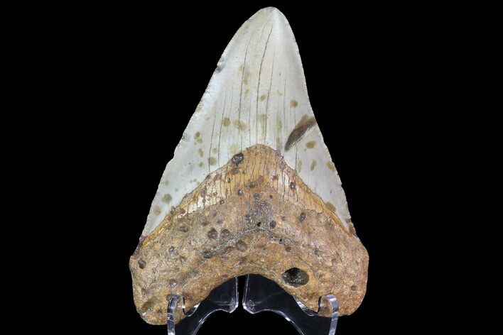 Bargain, Megalodon Tooth - North Carolina #67152